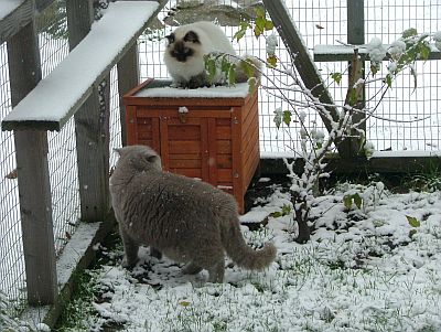 Kalle und Lotta im Schnee