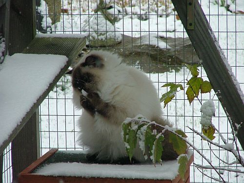 Lotta und der Schnee