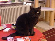 Fee im Januar 2008