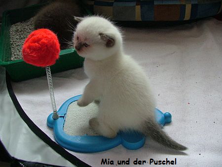 Mia und der Puschel