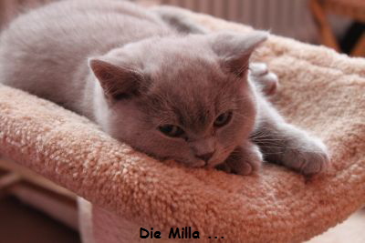 Milla chillt