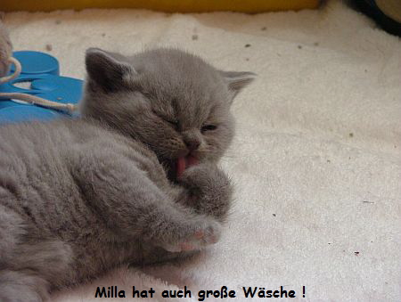 Milla groe Wsche II