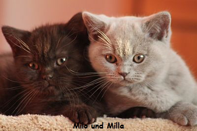 Milo und Milla