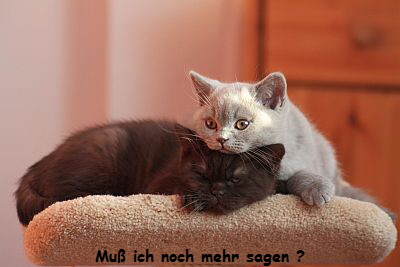 Milo und Milla II