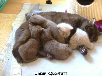 Unser Quartett