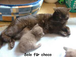 Solo fr choco