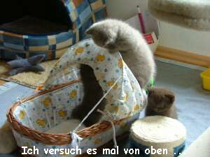 Ich versuch es mal von oben ...