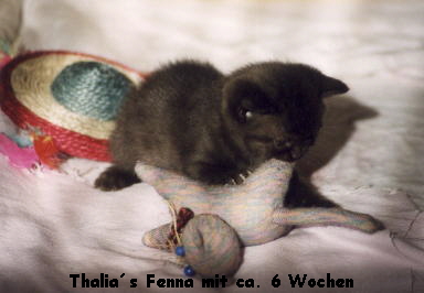 Thalias Fenna mit ca. 6 Wochen