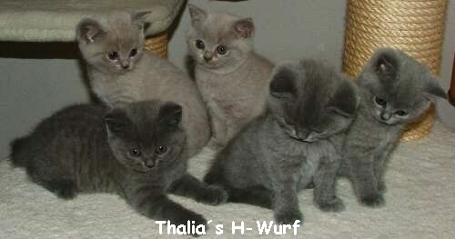 Thalias H-Wurf