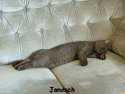 Janosch