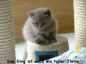 Das Ding ist auch ein toller Thron