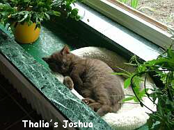 Thalias Joshua