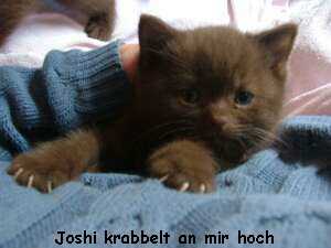 Joshi krabbelt an mir hoch