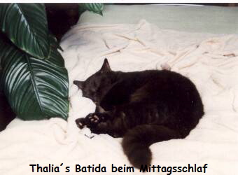 Thalias Batida beim Mittagsschlaf