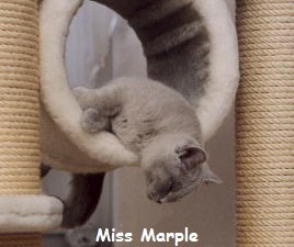 Miss Marple