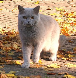 draussen1_oktober_05_seite