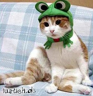 froschkatze