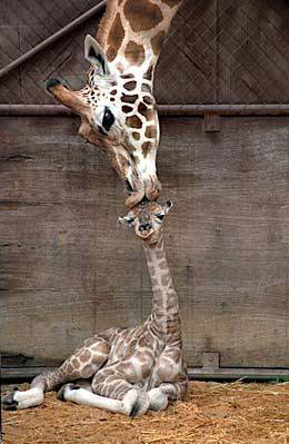 giraffen