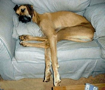 hund_gross
