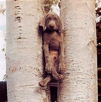 hund_im_baum