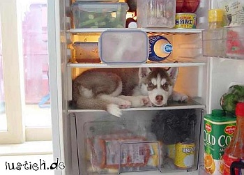 hund_im_kuehlschrank