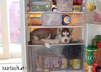 hund_im_kuehlschrank