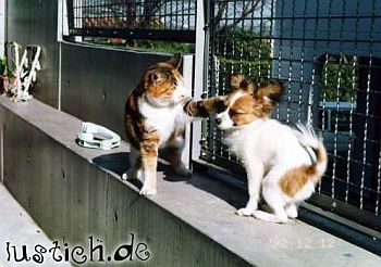 hund_katze_ohrfeige