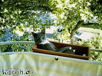 katze_balkon