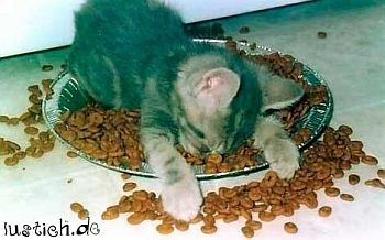 katze_futter