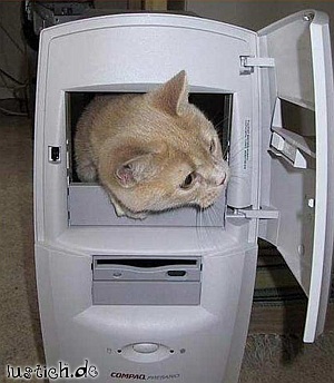 katze_im_computer