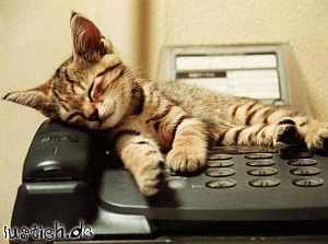 katze_telefon