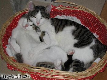 katzenliebe