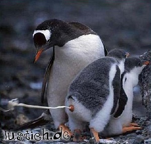 pinguin