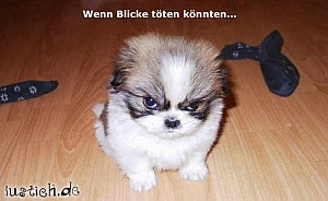 welpe_blick